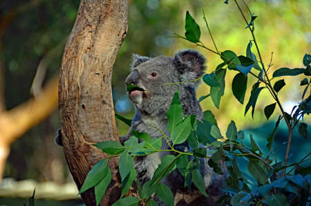 Koala in a treeの写真素材