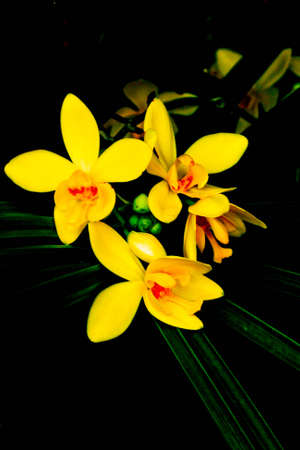 Orchidの写真素材