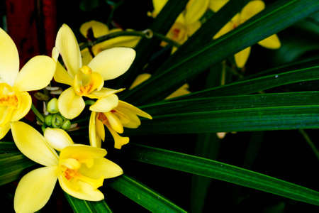 Orchidの写真素材