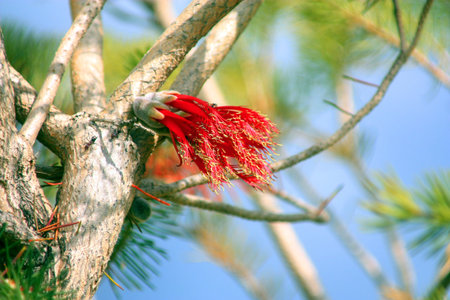 ONE SIDED BOTTLEBRUSH 