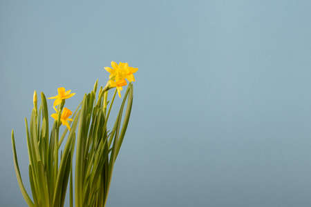 Daffodil isolated on blue background for celebration design. Spring concept. Minimal floral concept. Copy space.の写真素材