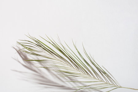 Palm leaf with shadow on light gray background. Easter and Palm Sunday concept. Copy space.の写真素材