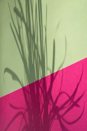 Macro image of green and pink paper with shadow effect and selective focus. Abstract background. Copy space.の写真素材
