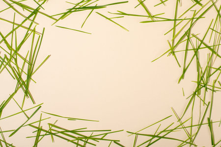 Green grass frame. Wheat green sprouts. Spring concept. Copy space.