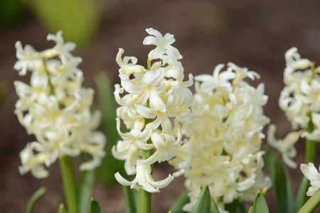 Hyacinth variety Gipsy Princess blooms in a garden. Close up.