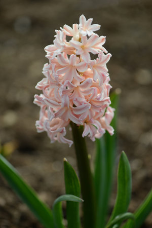 Hyacinth variety Odysseus blooms in a garden. Close up.の写真素材