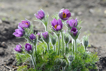 PurpleÂ Pasqueflower (Pulsatilla) blooms in a garden. Close up.