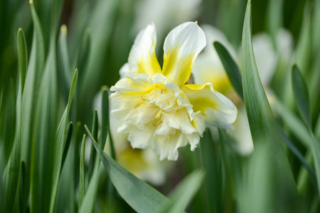 Daffodil (Narcissus) variety Ice King blooms in a garden. Close up.