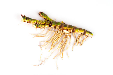 Fresh Acorus calamus roots, also known as sweet flag, isolated on light background. Calamus root is...