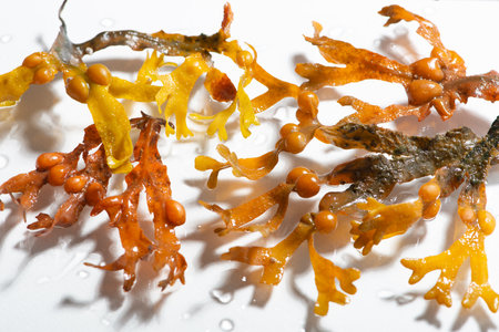 Seaweed algae close up on white background.の写真素材