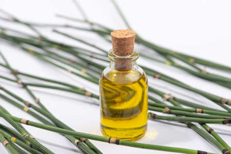 Water horsetail herb and horsetail oil on white background close-up.の写真素材