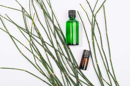 Water horsetail, swamp horsetail, Equisetum fluviatile, oil and extract on white background.の写真素材