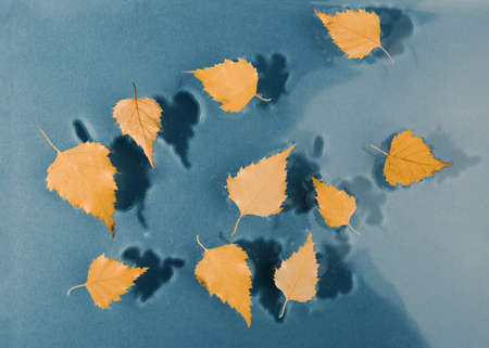 Yellow leaves with shadows on blue water surface.の写真素材