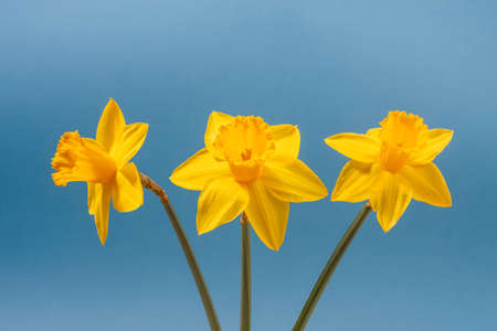 Yellow daffodils isolated on blue background. Close up.の写真素材