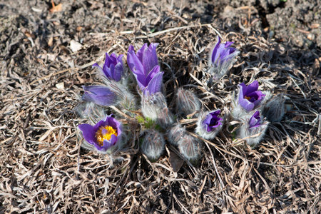 Pasqueflower or Pulsatilla blooming in the early spring garden.