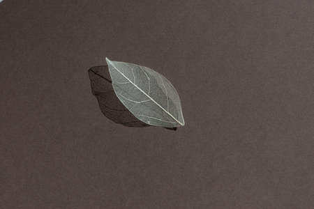 Decorative transparent white skeleton leaf with beautiful shadow isolated on dark brown background