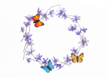 Liverleaf flowers and butterfly frame, isolated on white background.の写真素材