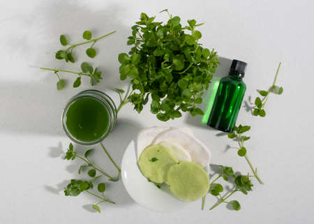 Common chickweed decoction, extract, tincture for face and eye mask, compress. Top view.の写真素材
