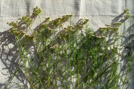 Yarrow plants laying on the floor prepared for drying. Achillea millefolium, commonly known as yarrow or common yarrow.の写真素材