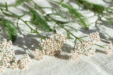 Achillea millefolium, commonly known as yarrow or common yarrow, has been used for centuries in traditional medicine.の写真素材