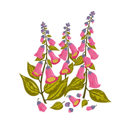 Pink foxglove flowers isolated on white background.のイラスト素材