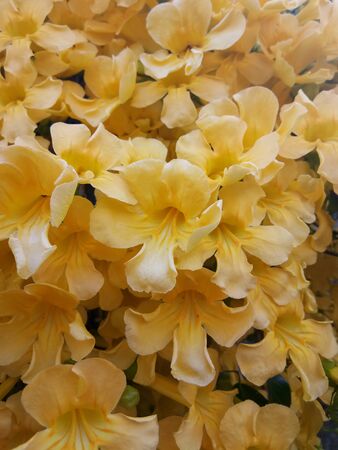 Yellow flowers.の写真素材