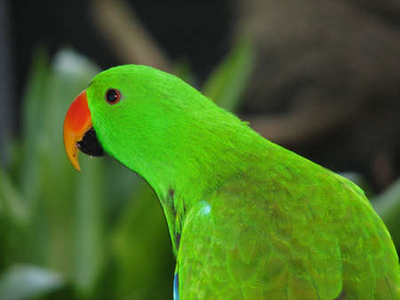 eclectus parrotの写真素材