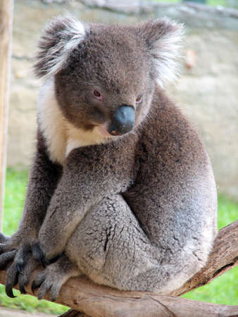 Koala sitting on a treeの写真素材