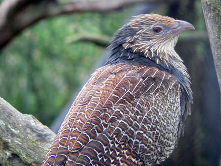 pheasantの写真素材