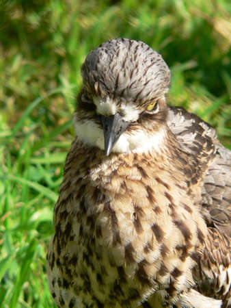 curlewの写真素材