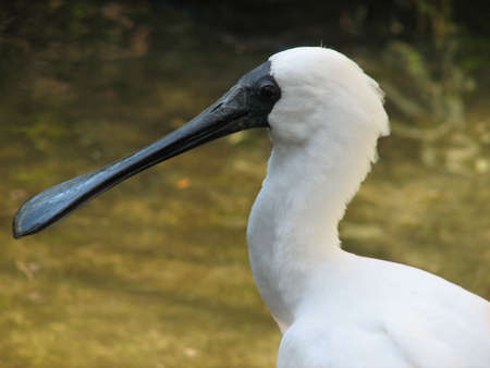 royal spoonbillの写真素材