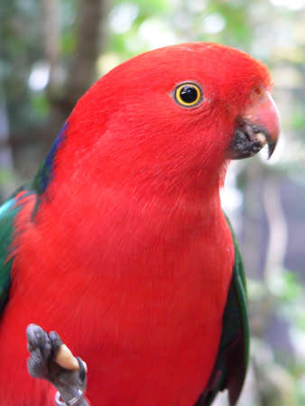 king parrotの写真素材