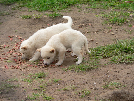 dingo puppies