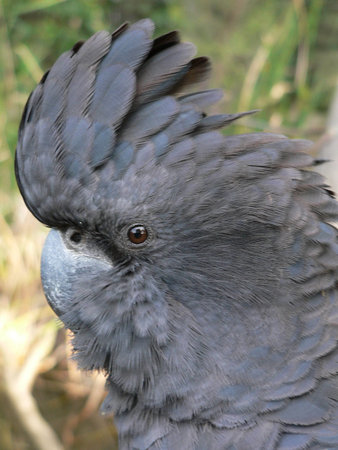 red tailed black cockatooの写真素材