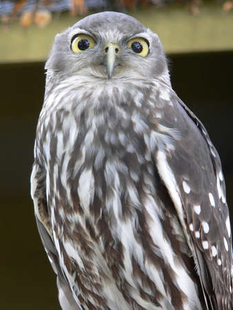 barking owlの写真素材