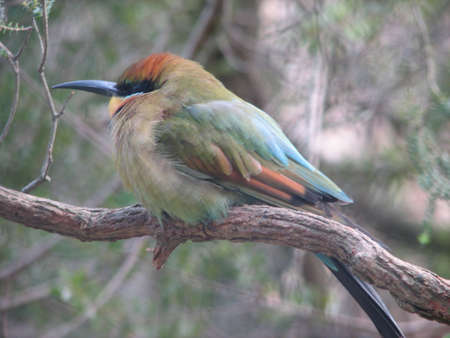 bee eater birdの写真素材
