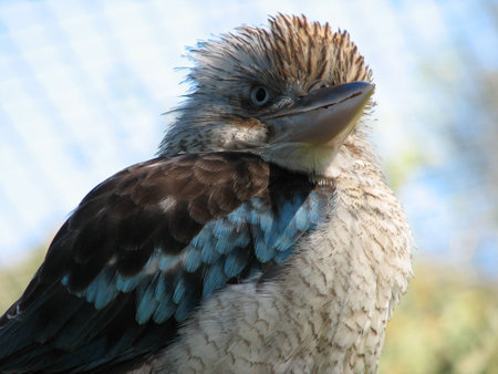 blue wing kookaburraの写真素材