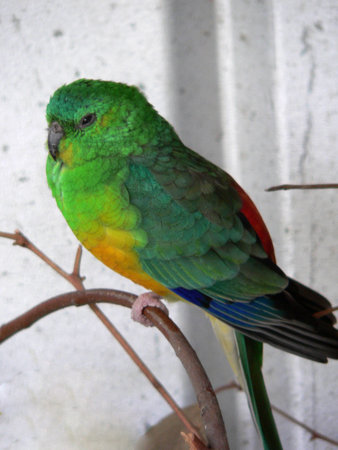 parrot