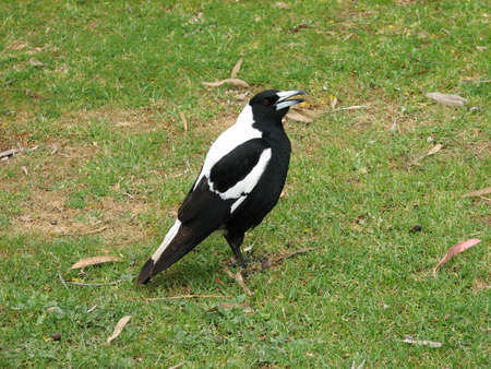 magpieの写真素材