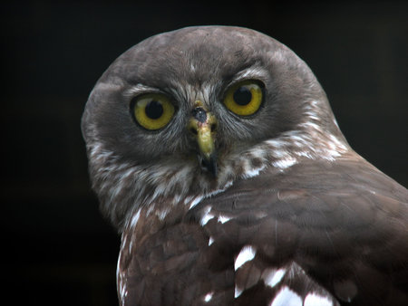 barking owlの写真素材