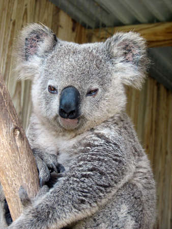 Eastern koalaの写真素材