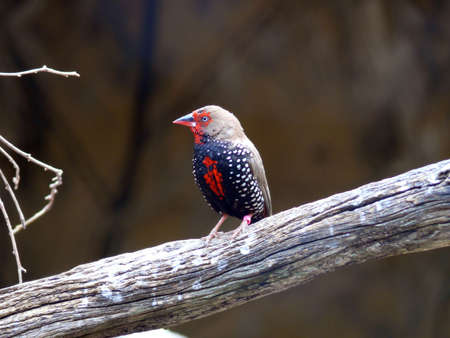 painted finchの写真素材