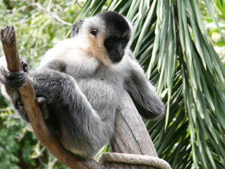 white cheeked monkeyの写真素材