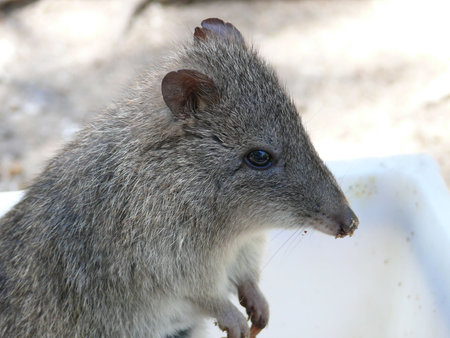 potorooの写真素材