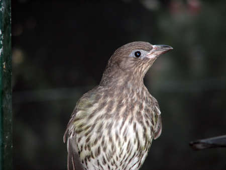 figbirdの写真素材