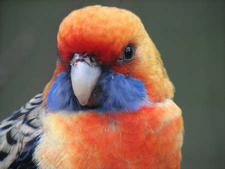 crimson rosellaの写真素材