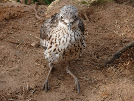curlew sitting