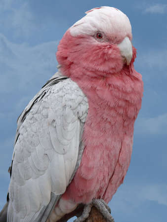 portrait of a galahの写真素材