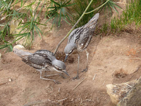 curlewsの写真素材