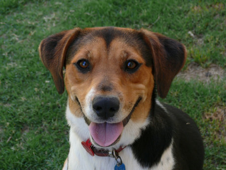 beagle